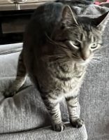 Ziggy reduced.jpg (96 KB)